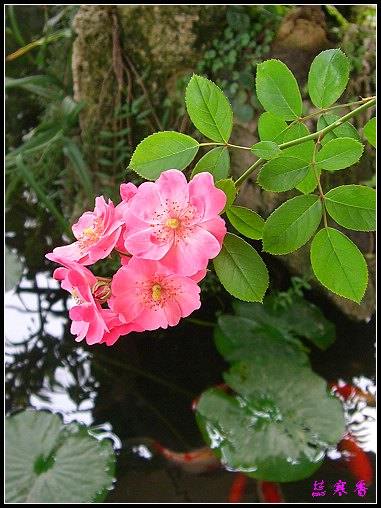 ��������¼���԰:XYP,��ݮ,����������������