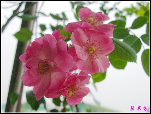 ��������¼���԰:XYP,��ݮ,����������������