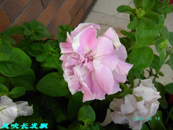 ����24�ո���ţ����һ���»�ɫ5.30��ţţ�ֿ��»�ɫ