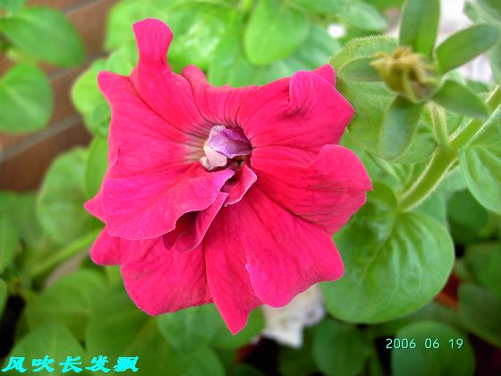 ����24�ո���ţ����һ���»�ɫ5.30��ţţ�ֿ��»�ɫ