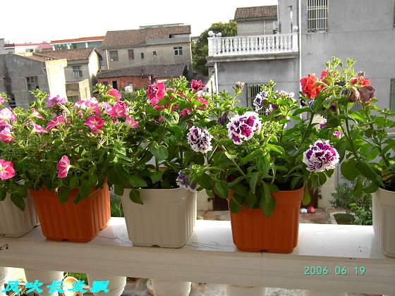 ����24�ո���ţ����һ���»�ɫ5.30��ţţ�ֿ��»�ɫ