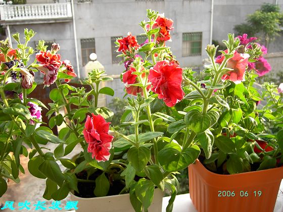 ����24�ո���ţ����һ���»�ɫ5.30��ţţ�ֿ��»�ɫ