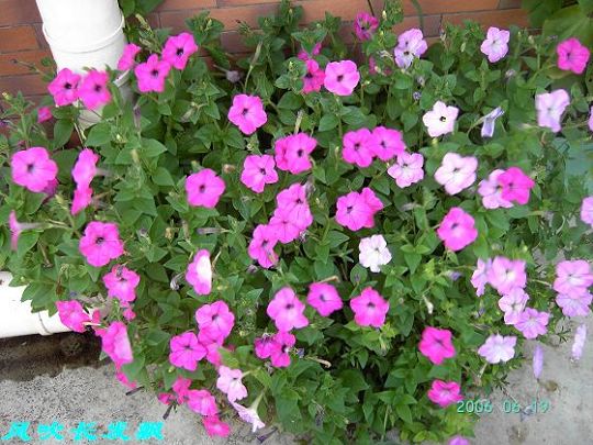 ����24�ո���ţ����һ���»�ɫ5.30��ţţ�ֿ��»�ɫ