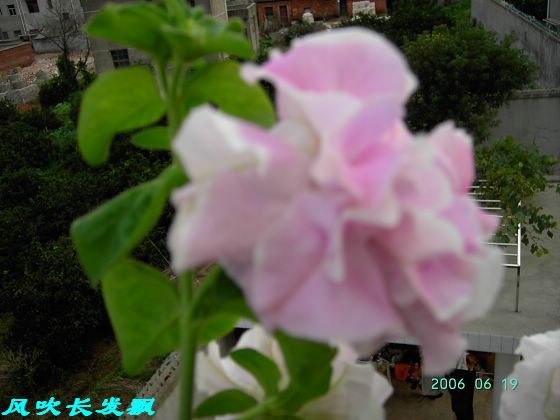 ����24�ո���ţ����һ���»�ɫ5.30��ţţ�ֿ��»�ɫ