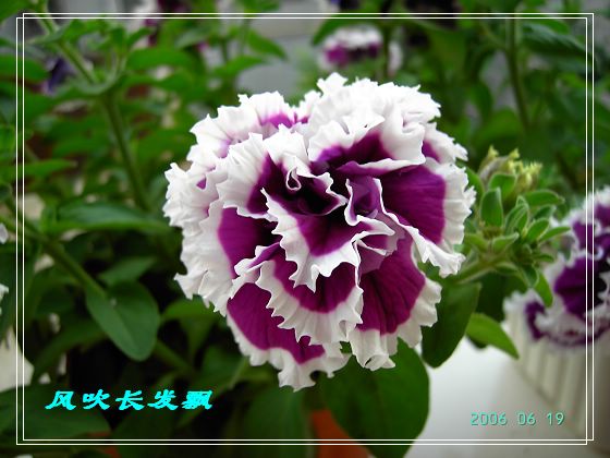 ����24�ո���ţ����һ���»�ɫ5.30��ţţ�ֿ��»�ɫ