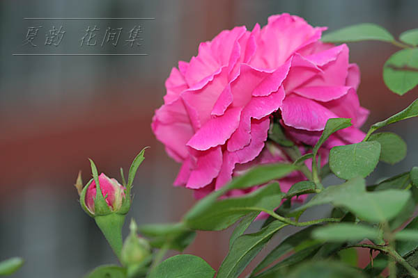 ���伯------�ҵ��¼���԰