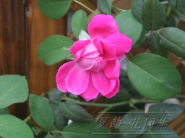 ���伯------�ҵ��¼���԰