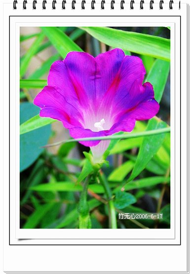 �����ţ��P4����ţ��ඡ���