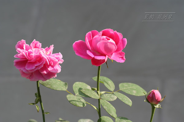 ���伯------�ҵ��¼���԰