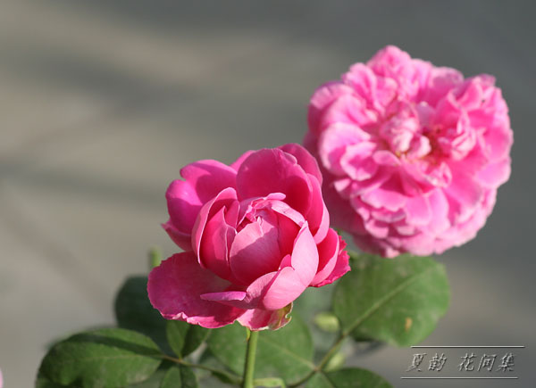 ���伯------�ҵ��¼���԰