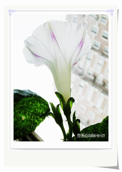 �����ţ��P4����ţ��ඡ���