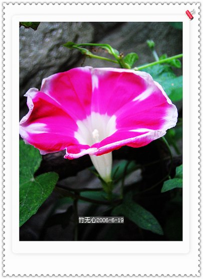 �����ţ��P4����ţ��ඡ���