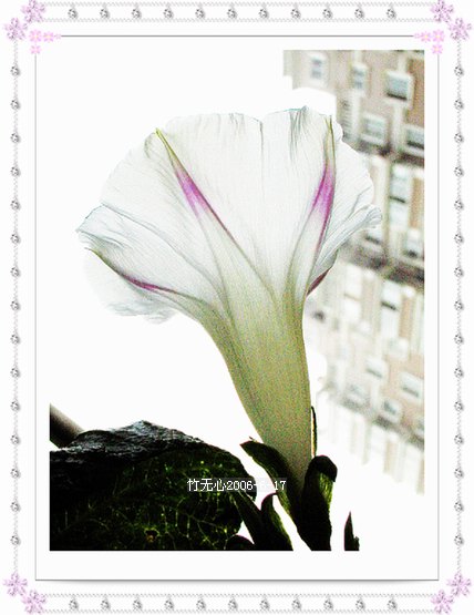 �����ţ��P4����ţ��ඡ���