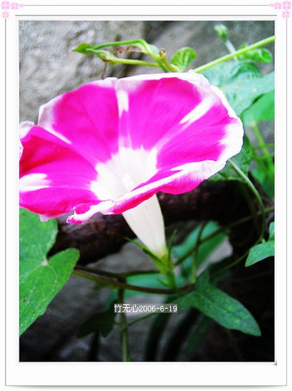 �����ţ��P4����ţ��ඡ���