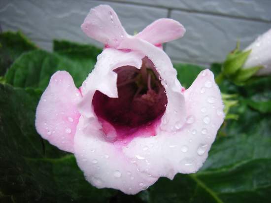 6��19��  ���ջ�֮���� P16  ����   *-*����Ļ�԰*-*