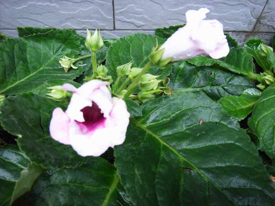 6��19��  ���ջ�֮���� P16  ����   *-*����Ļ�԰*-*