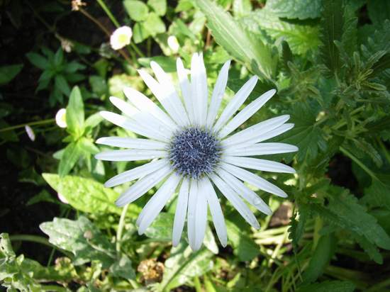 6��19��  ���ջ�֮���� P16  ����   *-*����Ļ�԰*-*