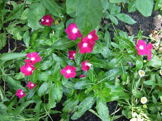 6��19��  ���ջ�֮���� P16  ����   *-*����Ļ�԰*-*