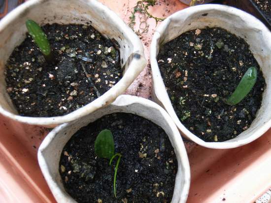 6��19��  ���ջ�֮���� P16  ����   *-*����Ļ�԰*-*