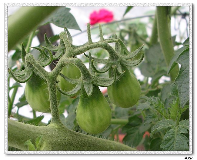 ���ֵĲ�-����ެ��