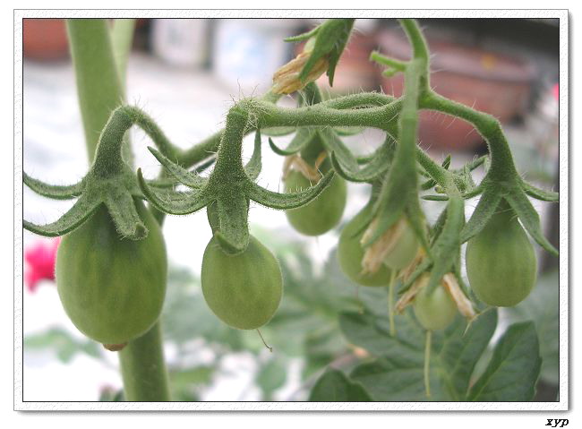 ���ֵĲ�-����ެ��