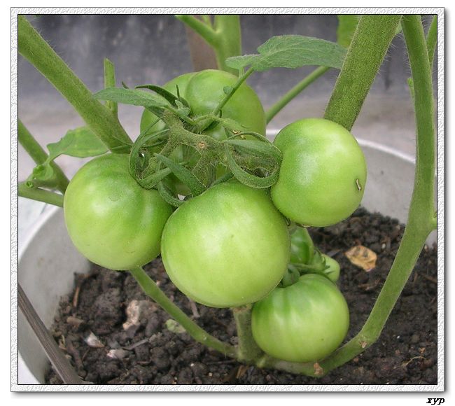 ���ֵĲ�-ެ��