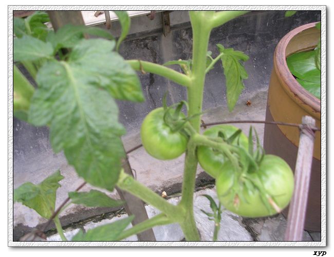 ���ֵĲ�-ެ��