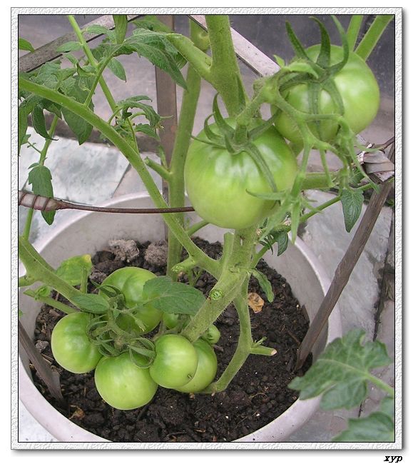 ���ֵĲ�-ެ��