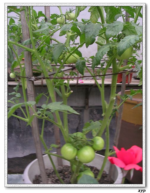 ���ֵĲ�-ެ��