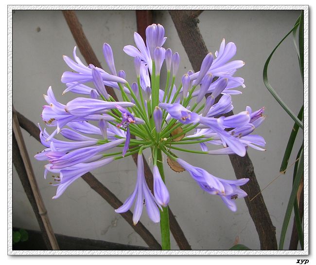 �������춥��Ķ�������