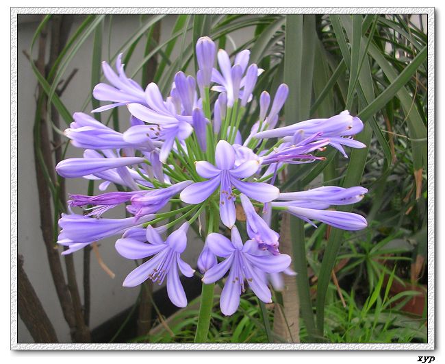 �������춥��Ķ�������