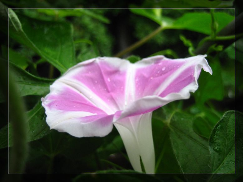 ��78�����̨