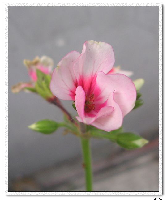 ���ÿ�(ѩ��������)P8����