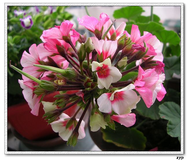 ���ÿ�(ѩ��������)P8����