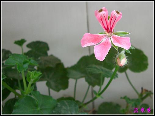 �������ÿ�