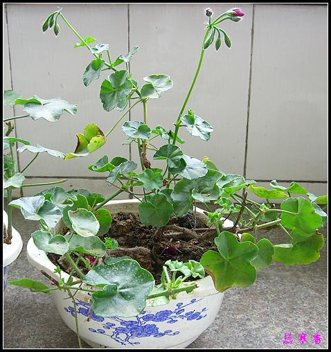 �������ÿ�