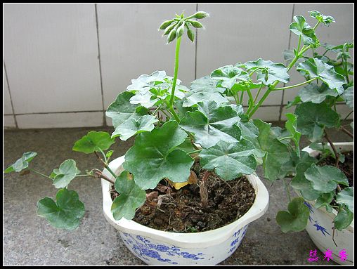 �������ÿ�