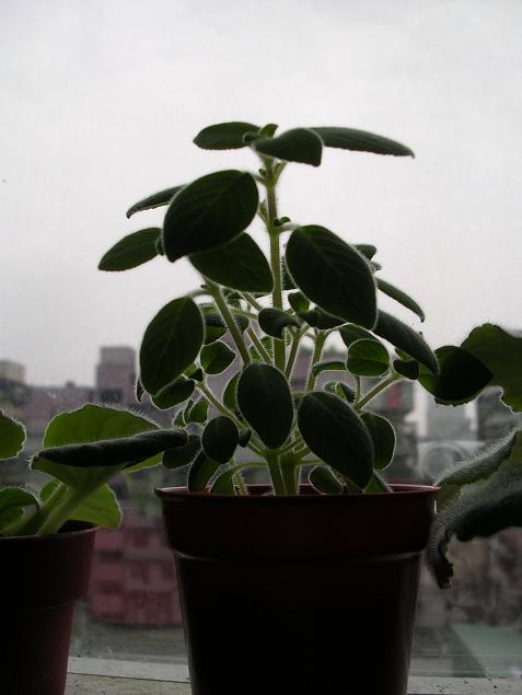 [����]����̦��������