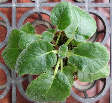 [����]����̦��������