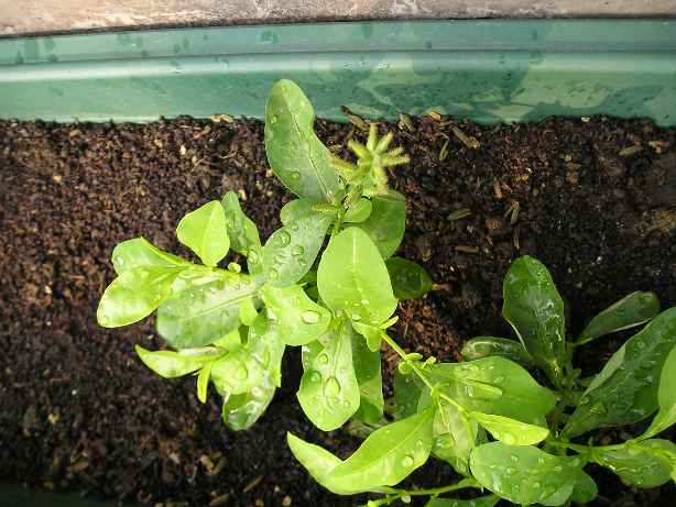 ��ѩ����ѩ��