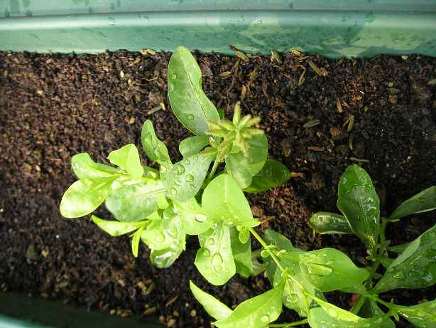 ��ѩ����ѩ��