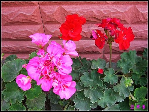 �������ÿ�