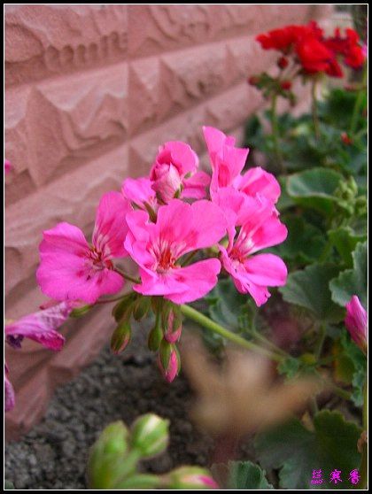 �������ÿ�