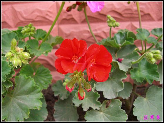 �������ÿ�