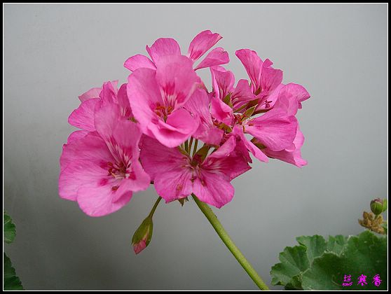 �������ÿ�