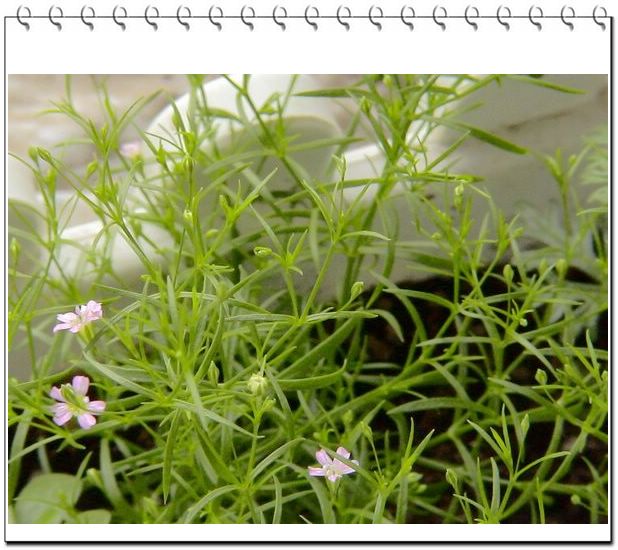 06��һЩ����--��԰����