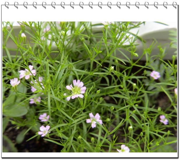 06��һЩ����--��԰����