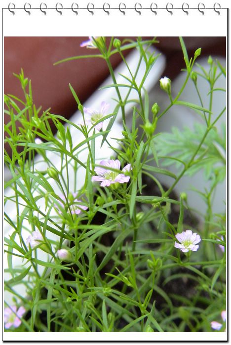 06��һЩ����--��԰����