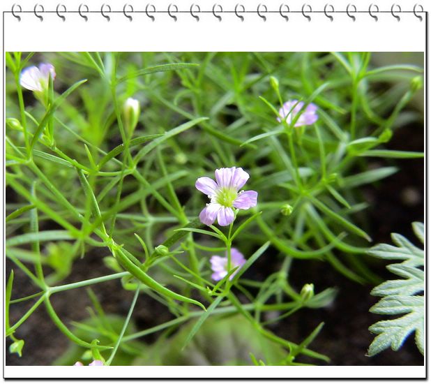 06��һЩ����--��԰����