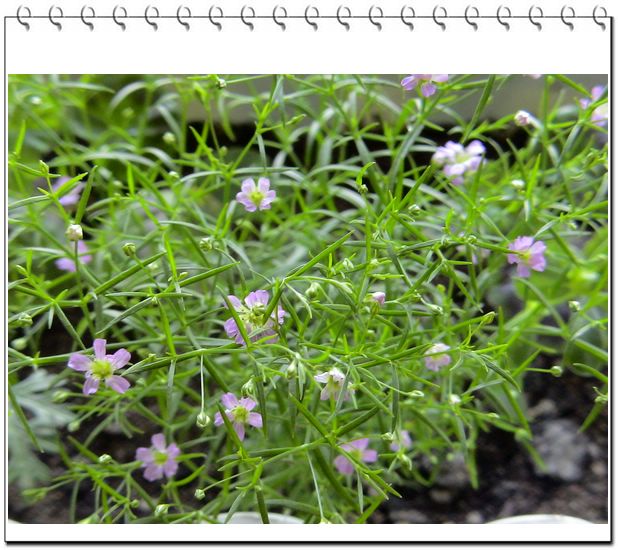 06��һЩ����--��԰����